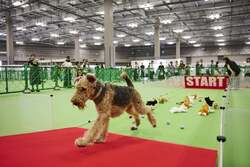 昨年開催時のドッグランエリアの様子。今年も愛犬と一緒に遊べるコンテンツを予定しています。