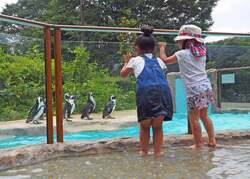 「ペンギンとじゃぶじゃぶ池＆夜の動物園も！　智光山公園こども動物園で夏休みイベント」の写真
