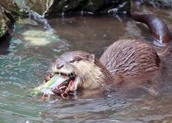 「ペンギンとじゃぶじゃぶ池＆夜の動物園も！　智光山公園こども動物園で夏休みイベント」の写真