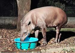 「ペンギンとじゃぶじゃぶ池＆夜の動物園も！　智光山公園こども動物園で夏休みイベント」の写真