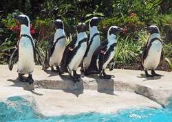 「ペンギンとじゃぶじゃぶ池＆夜の動物園も！　智光山公園こども動物園で夏休みイベント」の写真