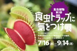 企画展示「 食虫植物 第2部 食虫トラップに気をつけ展」