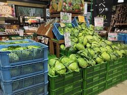 「500円で幻のキャベツを積み放題！親子で挑戦できる「キャベツパニック」が群馬で開催」の写真