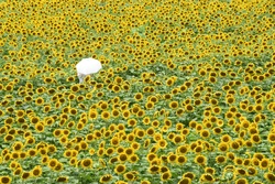 「【2026兵庫】夏休みが見頃！絶景ひまわり畑＆穴場5選　ひまわり迷路や摘み取り体験も」の写真
