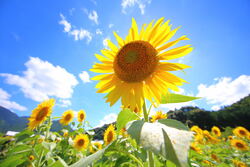 三尾山の麓に広がる花畑と、どこか懐かしい里山風景が織りなす夏の絶景（画像提供：丹波市）