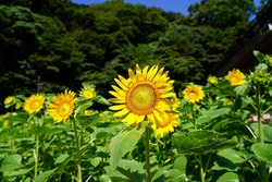 「【2026神奈川】夏休みに親子で満喫「絶景ひまわり畑＆穴場」5選　遊びやイベント充実」の写真