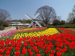 「チューリップにない色は？　専門家が珍しい品種＆スポットを厳選」の写真
