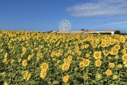 一面に咲くひまわりに感動！