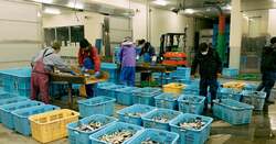 魚市場を学び体験する、新感覚教育プログラム