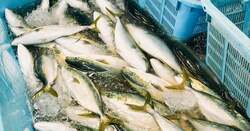 定置網船を出迎えて、魚市場の「荷受」のお仕事を見学しよう！