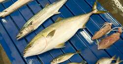 手際よく競り落とされる魚達
