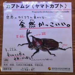 「ヘラクレスオオカブトと撮影も！磐田市で「世界のカブト・クワガタ展」が2026年も開催」の写真