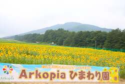 「20万本のひまわり＆プールを満喫！カートで移動も楽々な飛騨高山の絶景スポットを紹介」の写真