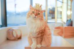 「第4回 MOFFネコ総選挙」第1位　桜太郎（Cat Cafe MOFF グランバリーパーク店 ）