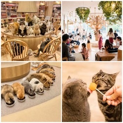 猫カフェMOCHA 店内の様子