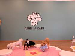 「保護犬猫とふれあえる「ANELLA CAFE」岡山県3店舗目が8月1日にオープン」の写真