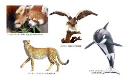 動物や植物からエネルギーを獲得するにはどんな戦略があるのか覗いてみよう