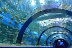 「【青森2026】夏休みのおでかけ最新人気ランキングTOP10 プール・水族館・デジタル体験」の写真