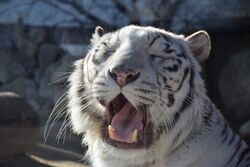 「【埼玉2026】夏休みのおでかけ最新人気スポットTOP10動物園・遊園地・屋内プールも」の写真