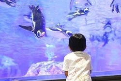 「【関東】お盆休みにおすすめ人気水族館ランキング 2026」の写真