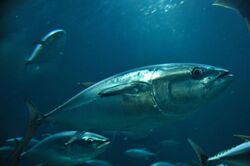 「【関東】お盆休みにおすすめ人気水族館ランキング 2026」の写真
