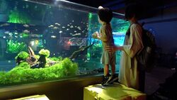 「【関東】お盆休みにおすすめ人気水族館ランキング 2026」の写真