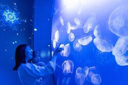 「【関東】お盆休みにおすすめ人気水族館ランキング 2026」の写真
