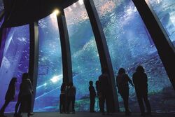 「【関東】お盆休みにおすすめ人気水族館ランキング 2026」の写真