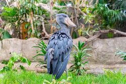 「【関東】動物園ランキングTOP10！2026お盆休みにおすすめ」の写真