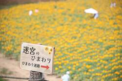 広大なひまわり迷路はクイズ式子供と一緒に挑戦してみて