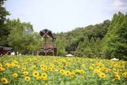 「圧巻のスケール！黄金のひまわり畑が絶景　迷路やフォトスポットも充実の世羅高原農場」の写真