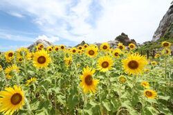 白崎海洋公園 ひまわりの花壇（公益社団法人 和歌山県観光連盟）
