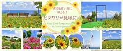 「伊豆・城ヶ崎海岸でヒマワリ3種が見頃！1株で1000輪以上咲く品種が青い海に映える」の写真
