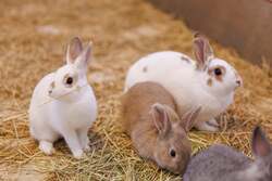 人と動物が心を通わせるふれあい体験