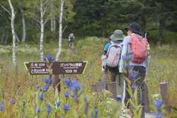 湿原エリアはゴンドラ山頂駅から徒歩10分