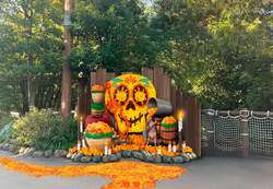 「東京ディズニーリゾートでハロウィーン　マリーゴールド咲くリメンバー・ミーの世界も」の写真