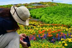 「花畑に埋もれる写真が撮れる！ひたち海浜公園でスケール2倍のウェルカムガーデン見頃」の写真