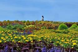 「花畑に埋もれる写真が撮れる！ひたち海浜公園でスケール2倍のウェルカムガーデン見頃」の写真