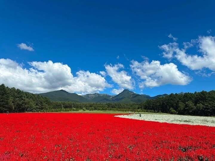 サルビア