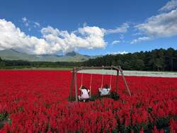 「22万株のサルビアやマリーゴールドが咲く絶景花畑を空から！0歳から乗れる気球体験」の写真