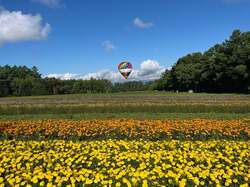 「22万株のサルビアやマリーゴールドが咲く絶景花畑を空から！0歳から乗れる気球体験」の写真