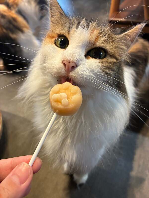 猫のおやつでモテモテ時間を楽しめます