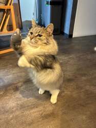短足マンチカンの遊ぶ姿がとってもキュート