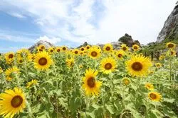 白崎海洋公園 ひまわりの花壇（公益社団法人 和歌山県観光連盟）