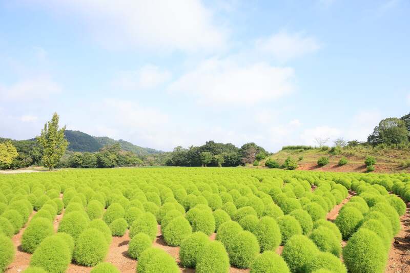 夏の中四国最大級のコキア畑（2025年の様子）