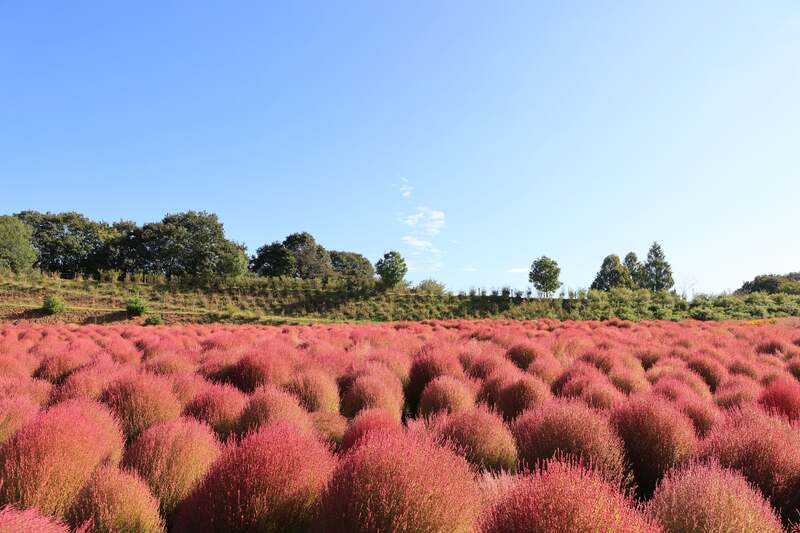 秋にオレンジ・赤へと紅葉したコキア畑（2025年の様子）