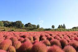 秋にオレンジ・赤へと紅葉したコキア畑（2025年の様子）