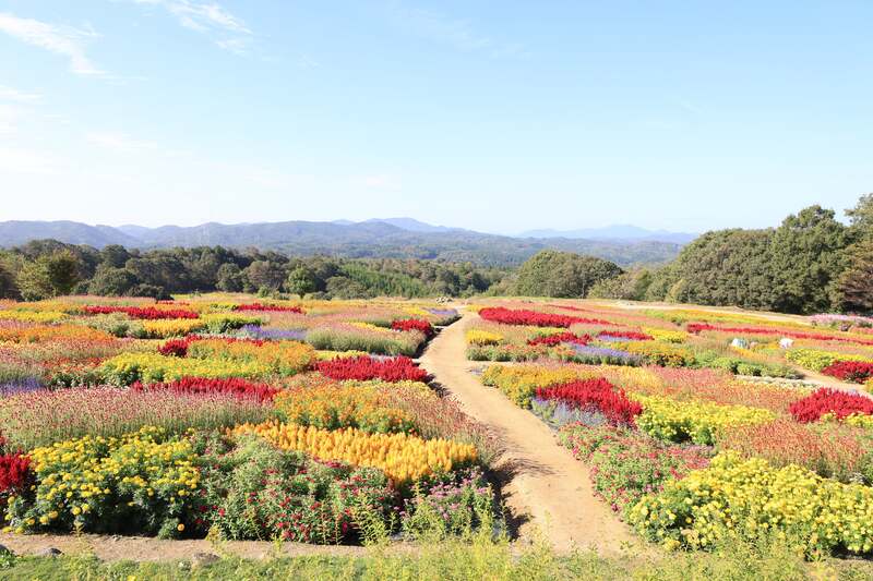 14品種の花々をパッチワーク状に植栽した秋の丘と高原のやまなみ（2025年の様子）