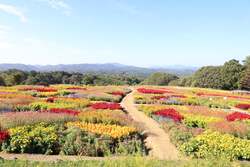 14品種の花々をパッチワーク状に植栽した秋の丘と高原のやまなみ（2025年の様子）