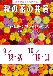 「赤く染まる絶景！コキアとコスモスが咲き誇る秋イベントが8月22日開幕【広島・世羅】」の写真